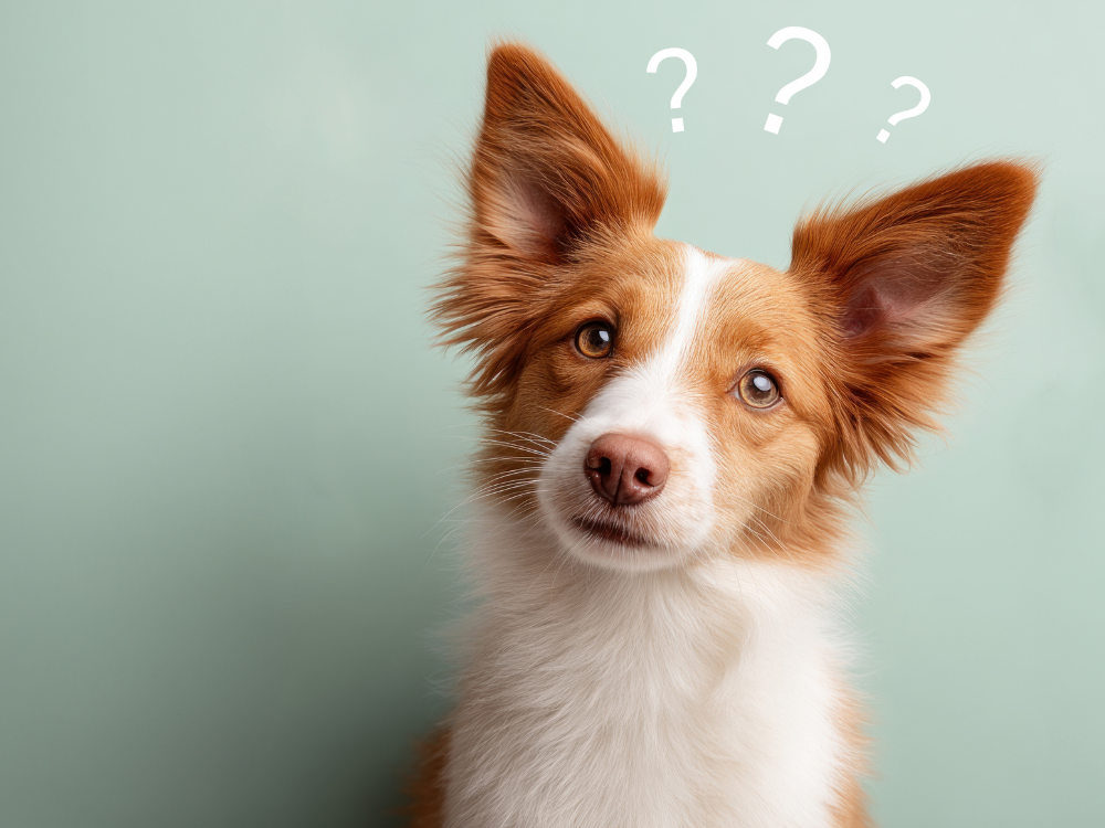 ペット用品ECサイトについてよくある質問